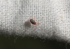 Balaustium