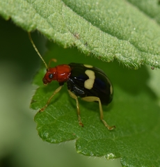 Gynandrobrotica lepida