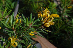 Persoonia chamaepeuce