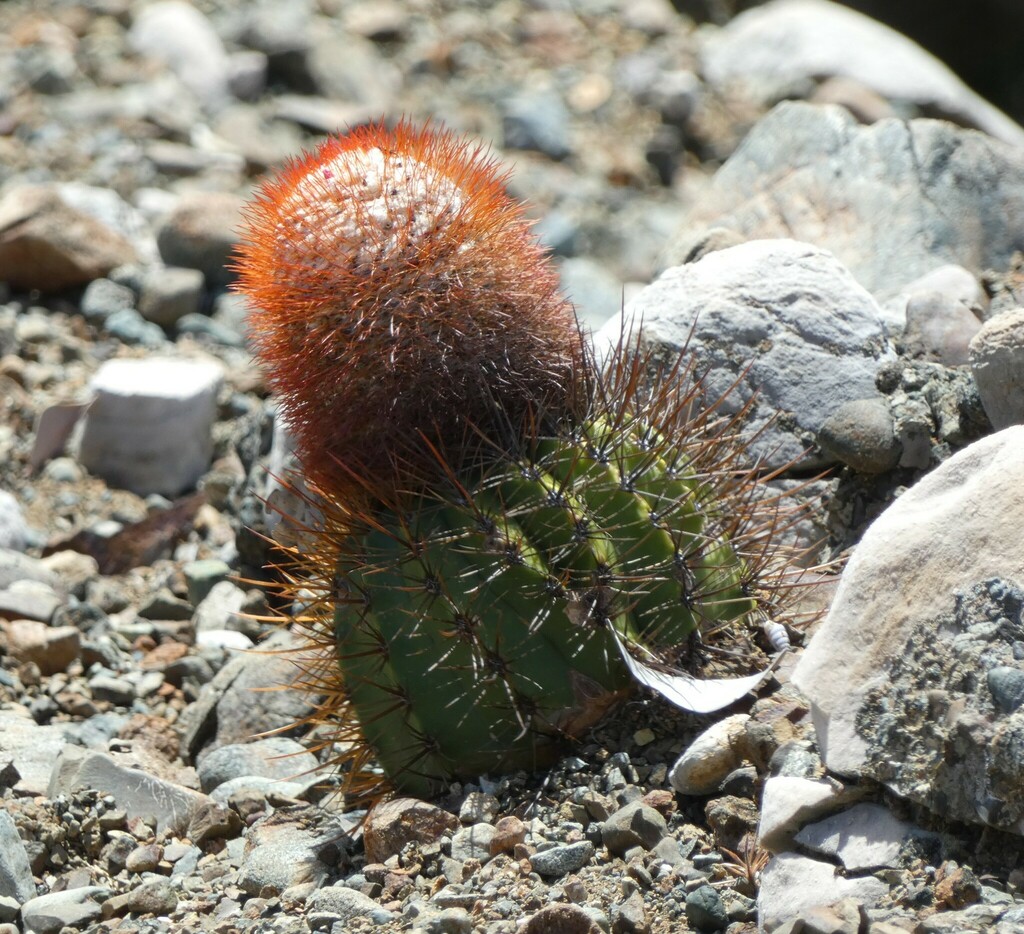 Melocactus santiagoensis