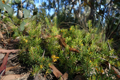 Persoonia chamaepeuce