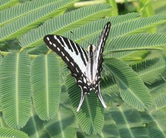 Graphium nomius
