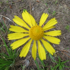 Helenium drummondii