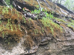Stellaria fontinalis