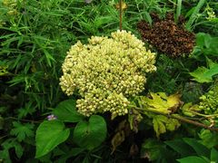 Angelica gmelinii