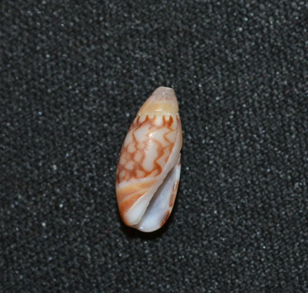 Olivella tergina