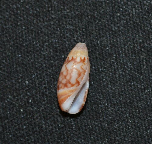 Olivella tergina