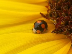 Brachiacantha decora