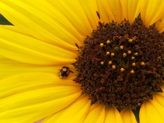 Brachiacantha decora