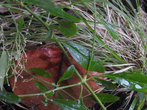 Image of Alternanthera flavescens by no rights reserved