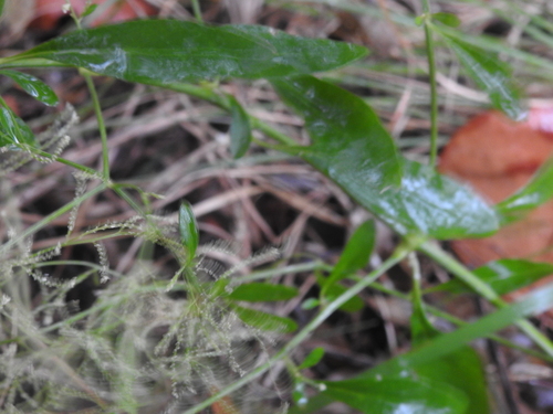 Image of Alternanthera flavescens by no rights reserved