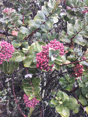 Santalum haleakalae