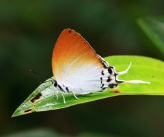 Neocheritra amrita