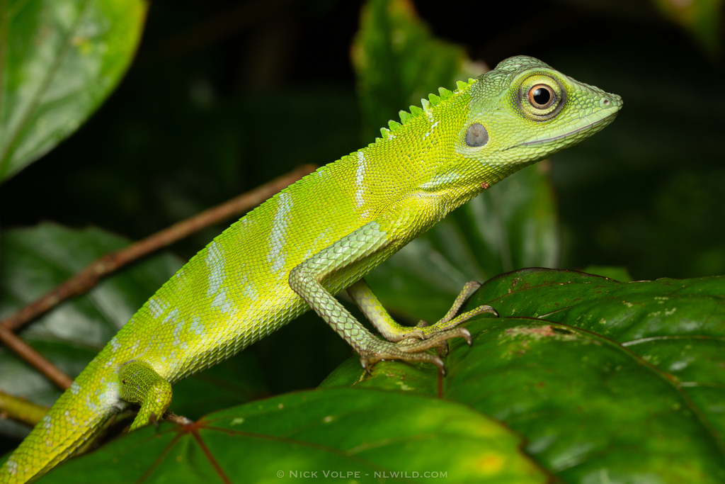 Green Crested Lizard from Taman Negara Gunung Gading, 94500 Lundu ...