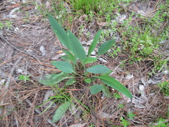 Arnoglossum
