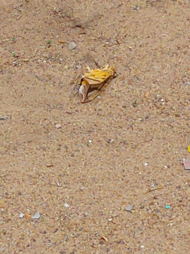 Photo of Dot-underwing Moth (Eudocima materna)