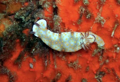 Hypselodoris pulchella
