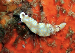 Hypselodoris pulchella