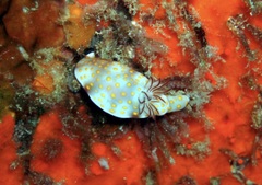 Hypselodoris pulchella