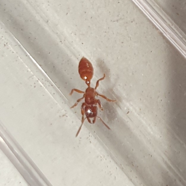 Centromyrmex feae