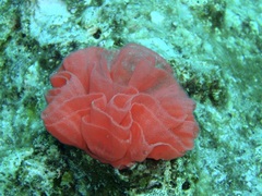 Hexabranchus sanguineus
