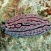 Domino Nudibranch - Photo (c) Mike Krampf, some rights reserved (CC BY-NC), uploaded by Mike Krampf