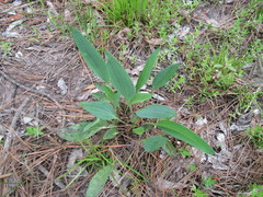Arnoglossum