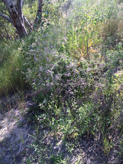 Raphanus raphanistrum raphanistrum