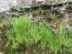 Stellaria fontinalis