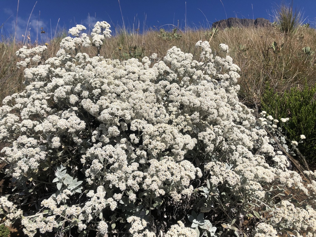 Everlasting-flowers from Ukhahlamba Drakensberg Park, Bergville, KZN ...