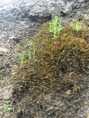 Stellaria fontinalis