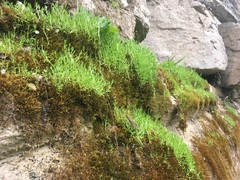 Stellaria fontinalis