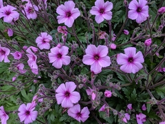 Geranium maderense