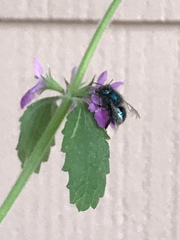Osmia ribifloris ribifloris