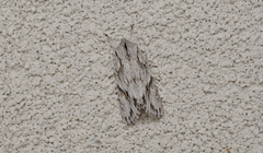 Egira crucialis