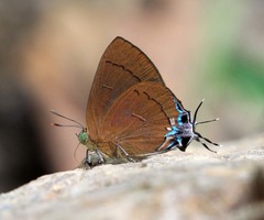 Remelana jangala travana