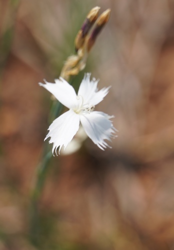 Image of Dianthus mooiensis by (c) Matthew Fainman, some rights reserved (CC BY)