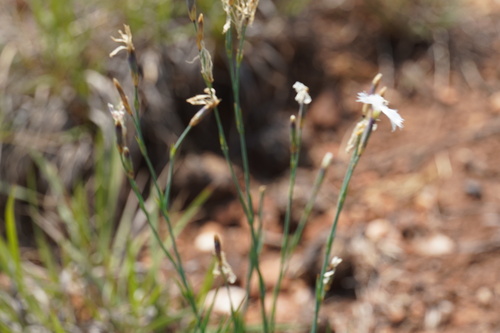 Image of Dianthus mooiensis by (c) Matthew Fainman, some rights reserved (CC BY)