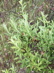 Baccharis plummerae plummerae