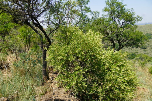 Image of Bushveld Ozoroa (Ozoroa paniculosa) by (c) Matthew Fainman, some rights reserved (CC BY)