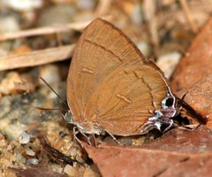 Remelana jangala travana