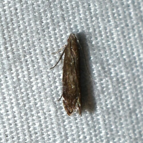 Untomia albistrigella photo 2