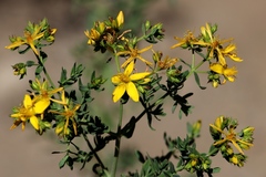 Hypericum scouleri