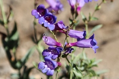Penstemon azureus