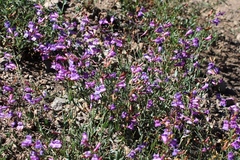 Penstemon azureus