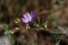 Sidalcea glaucescens