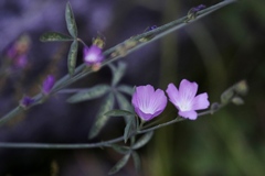 Sidalcea glaucescens