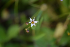 Sisyrinchieae