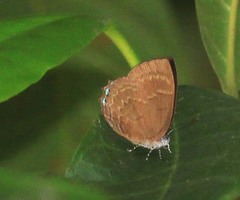 Simiskina pharyge