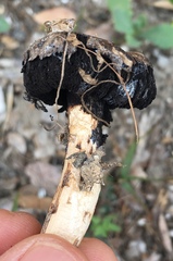 Agaricus zelleri